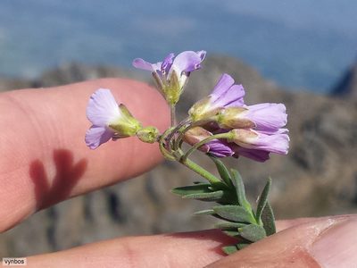 Heliophila nubigena, photographed by Chris Vynbos