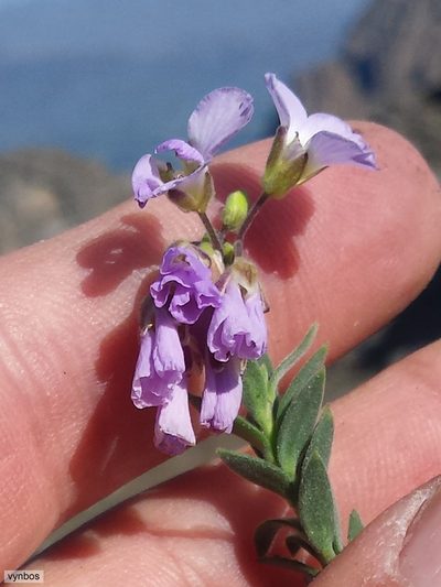 Heliophila nubigena, photographed by Chris Vynbos