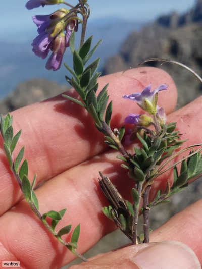 Heliophila nubigena, photographed by Chris Vynbos