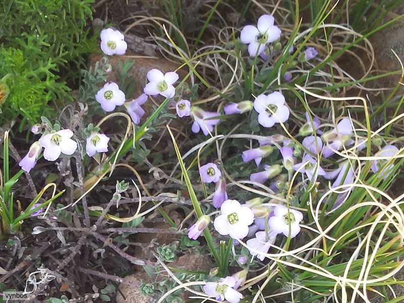 Heliophila nubigena, photographed by Chris Vynbos