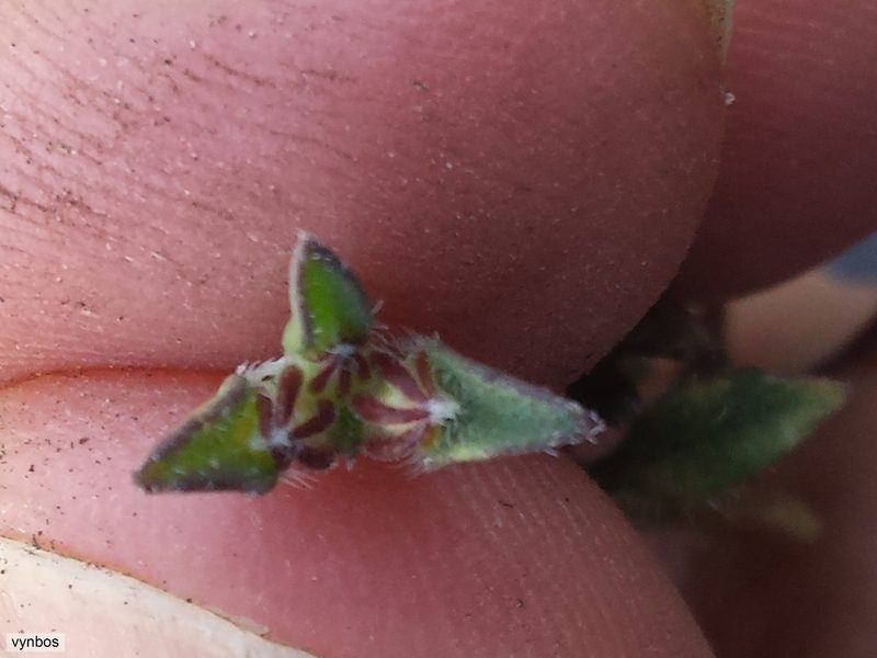 Phyllopodium viscidissimum, photographed by Chris Vynbos