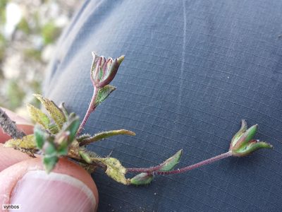 Phyllopodium viscidissimum, photographed by Chris Vynbos