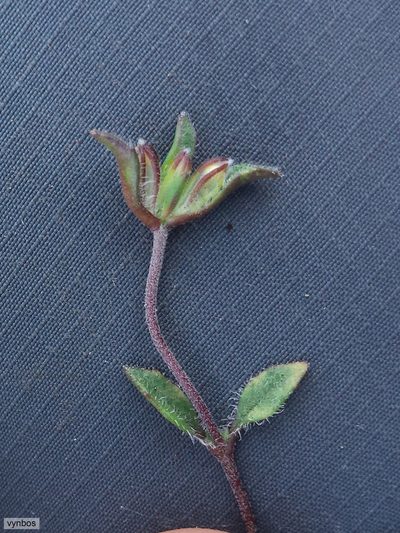 Phyllopodium viscidissimum, photographed by Chris Vynbos
