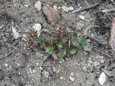 Phyllopodium viscidissimum, photographed by Chris Vynbos