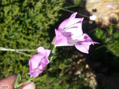 Gladiolus inflatus, photographed by Chris Vynbos
