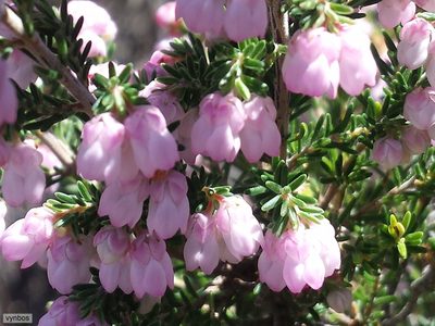 Erica cristiflora, photographed by Chris Vynbos