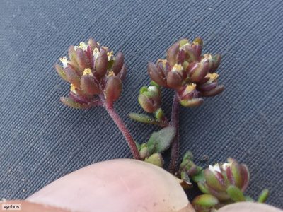 Phyllopodium viscidissimum, photographed by Chris Vynbos