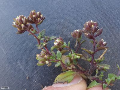 Phyllopodium viscidissimum, photographed by Chris Vynbos