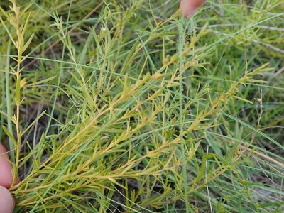 Thesium chinense, photographed by Yoshihiro Tokue