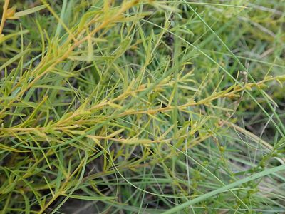 Thesium chinense, photographed by Yoshihiro Tokue