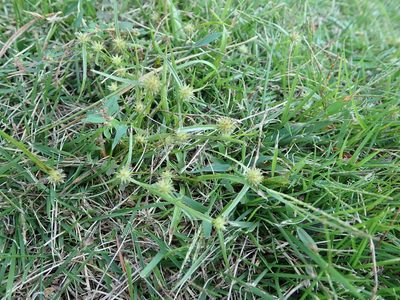 Cyperus brevifolioides, photographed by Yoshihiro Tokue