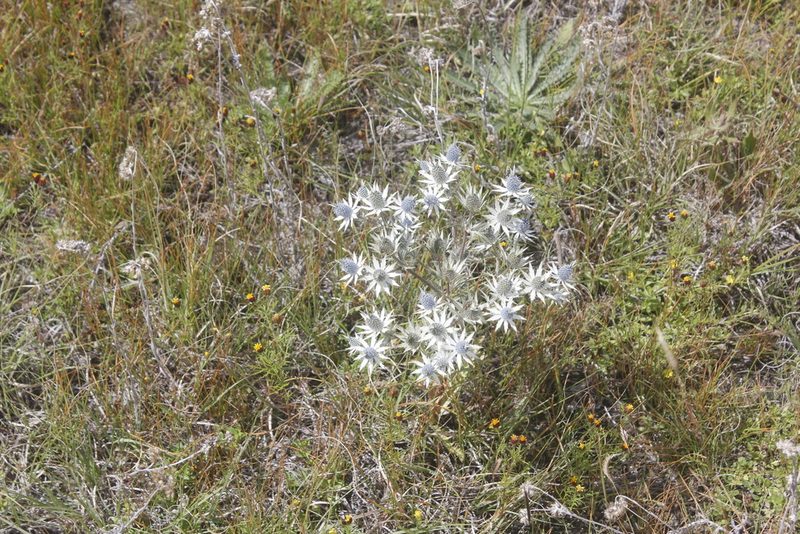 Eryngium cymosum, photographed by Juan Cruzado Cortés