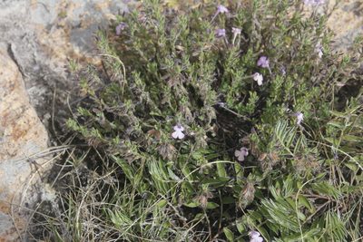 Salvia axillaris, photographed by Juan Cruzado Cortés