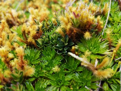 Azorella pedunculata, photographed by Santiago Ron