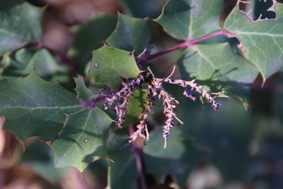 Berberis dictyota, photographed by Millie Basden