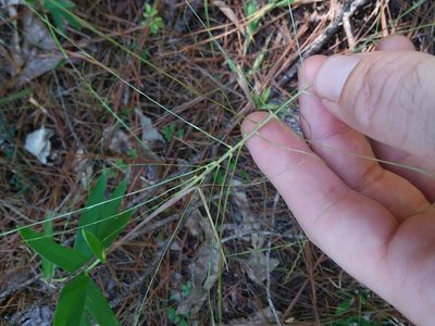 Gymnopogon ambiguus, photographed by Will McFarland