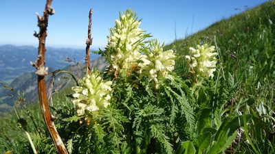 Pedicularis foliosa, photographed by Wolfgang Jauch