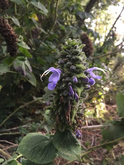 Salvia macrostachya, photographed by Diego F. Cisneros-Heredia