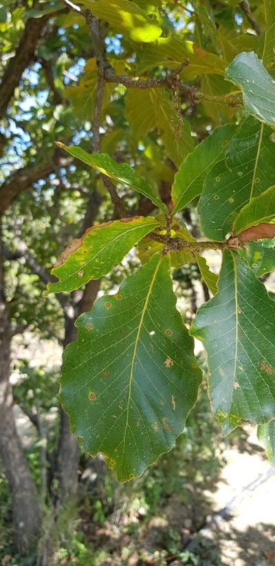 Quercus magnoliifolia, photographed by Eugenio Padilla