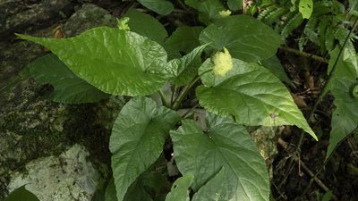 Dorstenia contrajerva, photographed by lisong