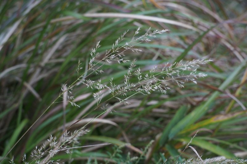 Calamagrostis arundinacea, photographed by harum.koh