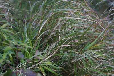 Calamagrostis arundinacea, photographed by harum.koh