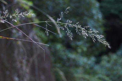 Calamagrostis arundinacea, photographed by harum.koh