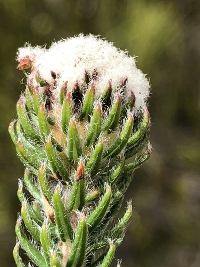 Phylica tortuosa, photographed by Dave U