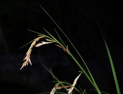 Carex lancea, photographed by Tony Rebelo