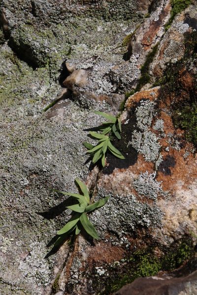 Geissorhiza bolusii, photographed by Tony Rebelo