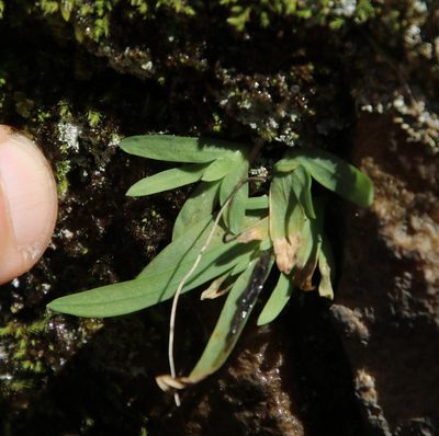 Geissorhiza bolusii, photographed by Tony Rebelo