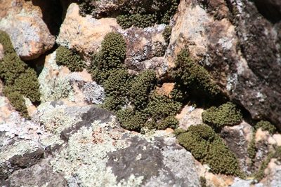 Hypodontium dregei, photographed by Tony Rebelo