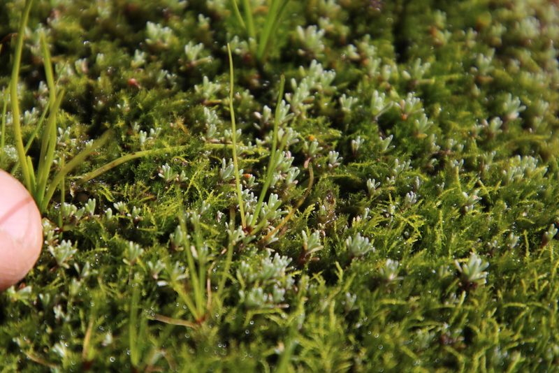 Pleuridium ecklonii, photographed by Tony Rebelo
