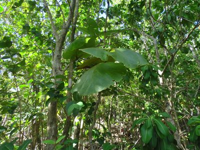 Coccoloba pubescens, photographed by Annika Lindqvist