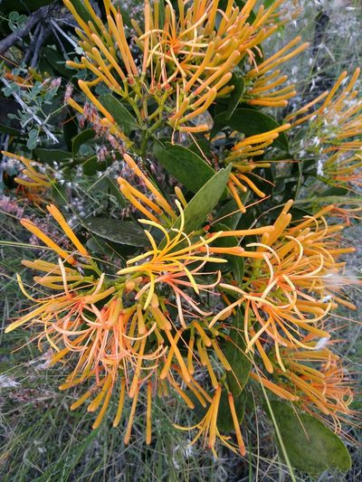 Psittacanthus schiedeanus, photographed by Destino Trail