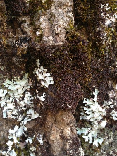 Frullania oakesiana, photographed by Étienne Lacroix-Carignan