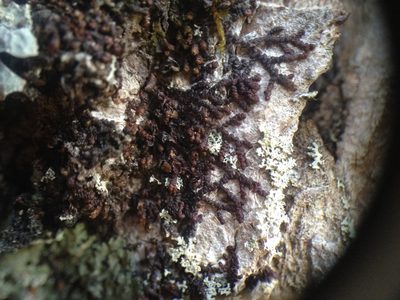 Frullania oakesiana, photographed by Étienne Lacroix-Carignan