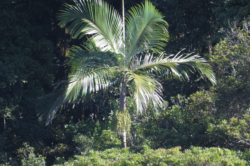 Archontophoenix purpurea, photographed by coenobita