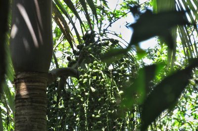 Archontophoenix purpurea, photographed by coenobita