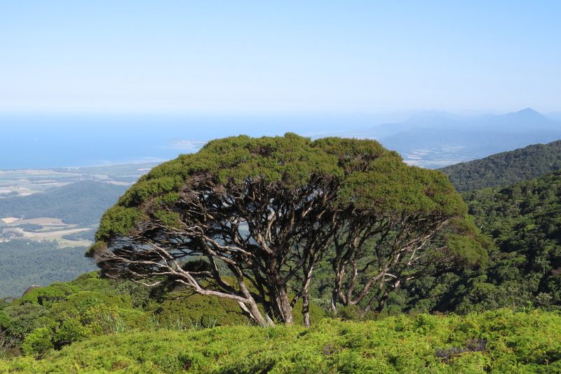 Leptospermum wooroonooran, photographed by coenobita