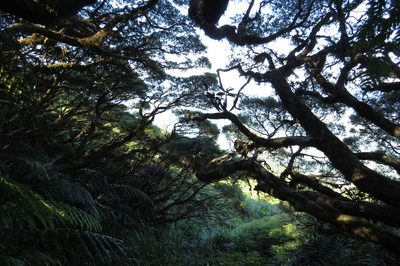 Leptospermum wooroonooran, photographed by coenobita