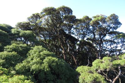 Leptospermum wooroonooran, photographed by coenobita