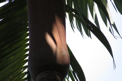 Archontophoenix purpurea, photographed by coenobita