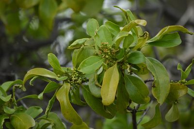 Santalum paniculatum, photographed by David Anderson