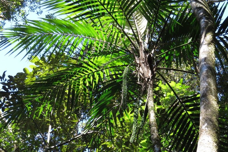 Laccospadix australasicus, photographed by coenobita