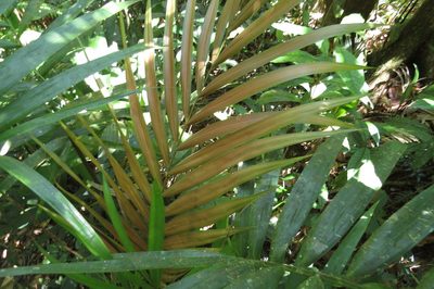 Laccospadix australasicus, photographed by coenobita