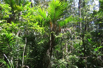 Laccospadix australasicus, photographed by coenobita