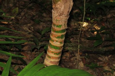 Laccospadix australasicus, photographed by coenobita