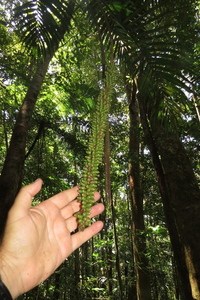 Laccospadix australasicus, photographed by coenobita