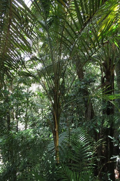 Laccospadix australasicus, photographed by coenobita